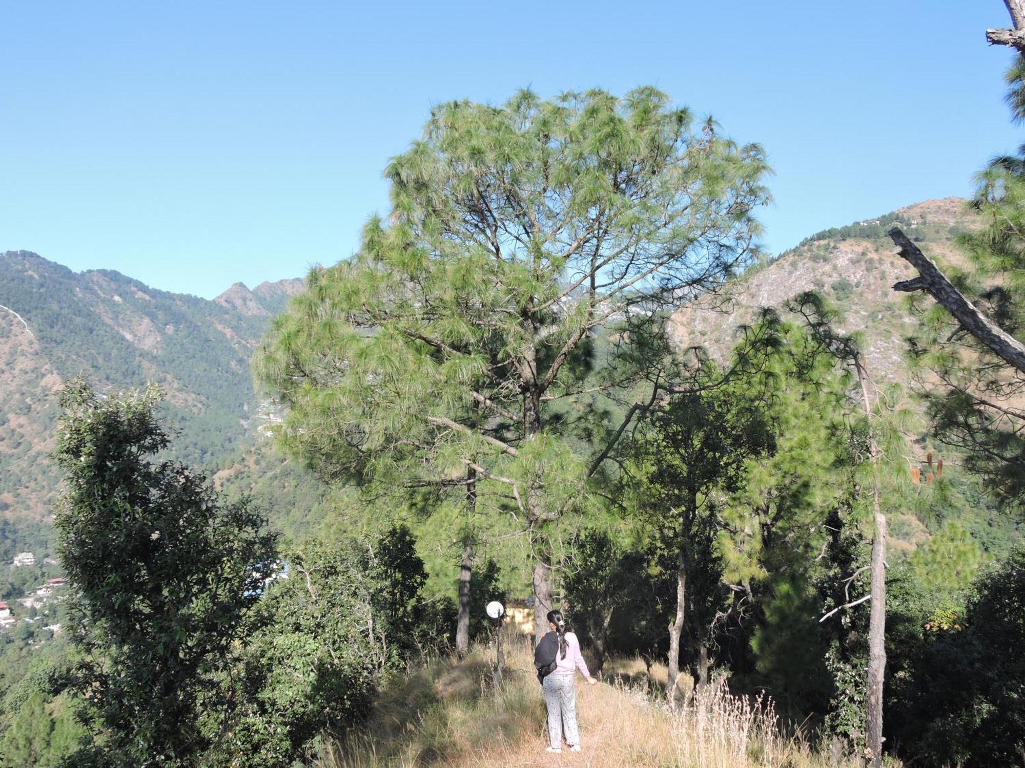 The Manora Woods - Private Hill Top, Gethiya, Nainital Exterior photo